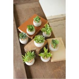 Set Of Eight Small Succulents With Round Cement Pot