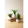 Set Of Three Succulents In White Ceramic Pots