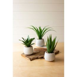 Set Of Three Succulents In White Ceramic Pots