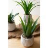 Set Of Three Succulents In White Ceramic Pots