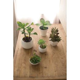 Set Of Five Artificial Succulents W White Ceramic Pots