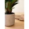 Artificial Succulent Plant In A Ceramic Pot