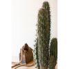 Artificial Cactus In A Black Plastic Pot With Five Stems