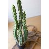 Artificial Cactus In A Black Plastic Pot With Six Stems