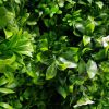 Artificial Vertical Garden 40" x 40"