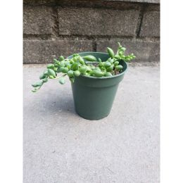 String Of Tears String Of Beads Succulent House Plant (Country of Manufacture: United States)