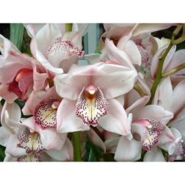 Orchid Bouquet Puzzle (Color: Orchid, Country of Manufacture: United States, Material: Wood)