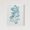 Eucalyptus Leaves