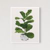 Fiddle Leaf Fig Tree