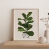 Fiddle Leaf Fig Tree