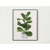 Fiddle Leaf Fig Tree