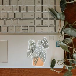 Adansonii Sticker (Country of Manufacture: United States, Material: Vinyl)